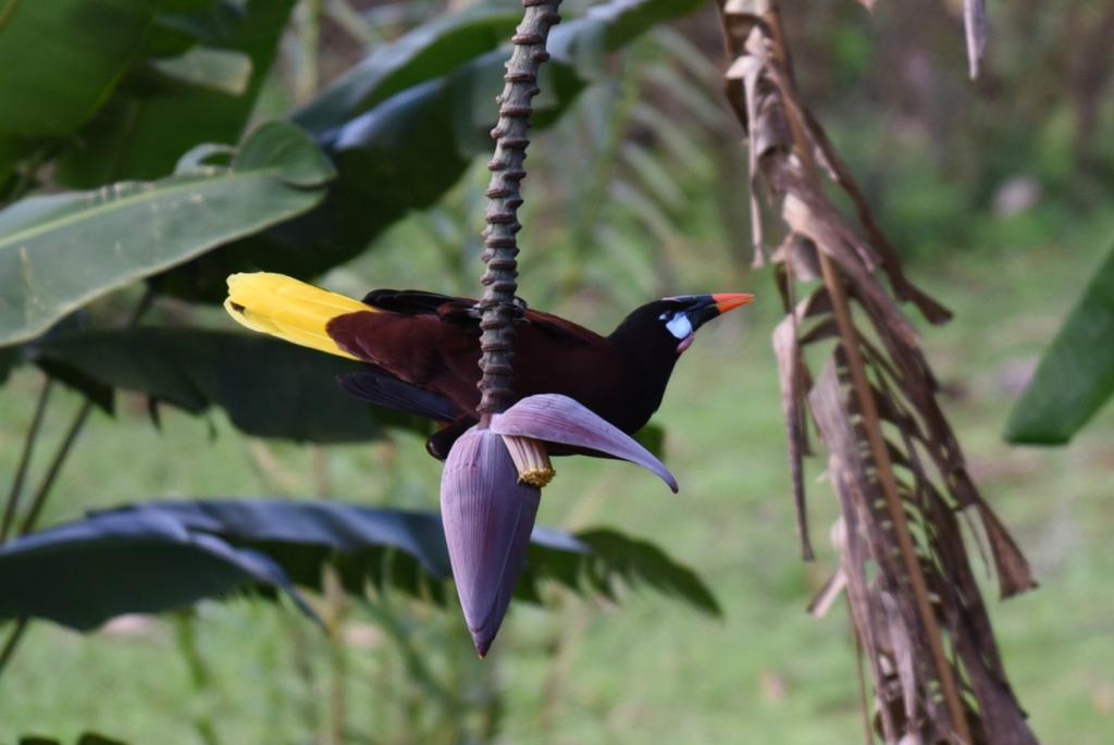 Ceiba Tree Lodge Mata de Cana Exterior photo