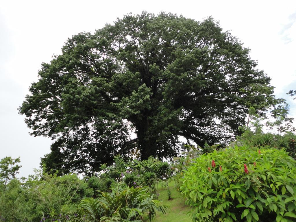 Ceiba Tree Lodge Mata de Cana Exterior photo